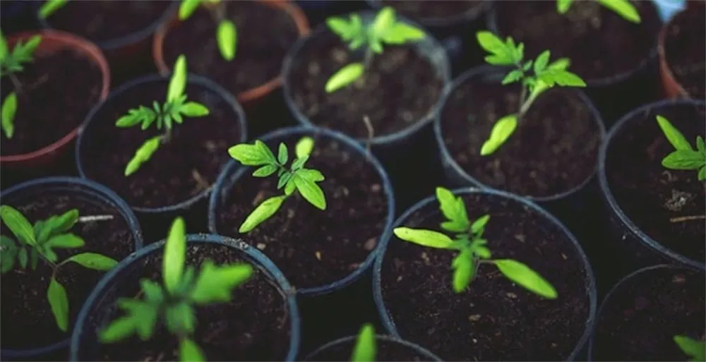 Sowing Seeds: How to Teach the Importance of Retirement Savings to College Students header