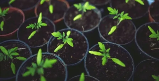 Sowing Seeds: How to Teach the Importance of Retirement Savings to College Students header